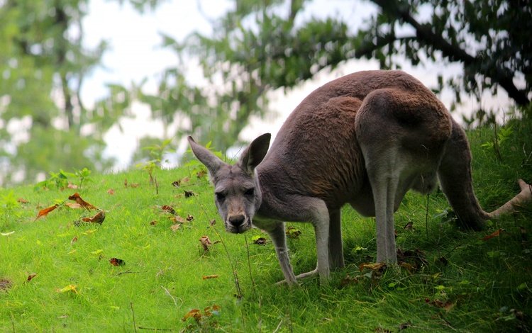 трава, поза, кенгуру, grass, pose, kangaroo