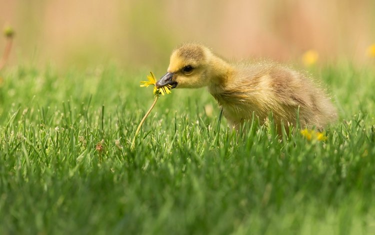 трава, птенец, цветок, поляна, птица, одуванчик, утенок, гусенок, grass, chick, flower, glade, bird, dandelion, duck, gosling