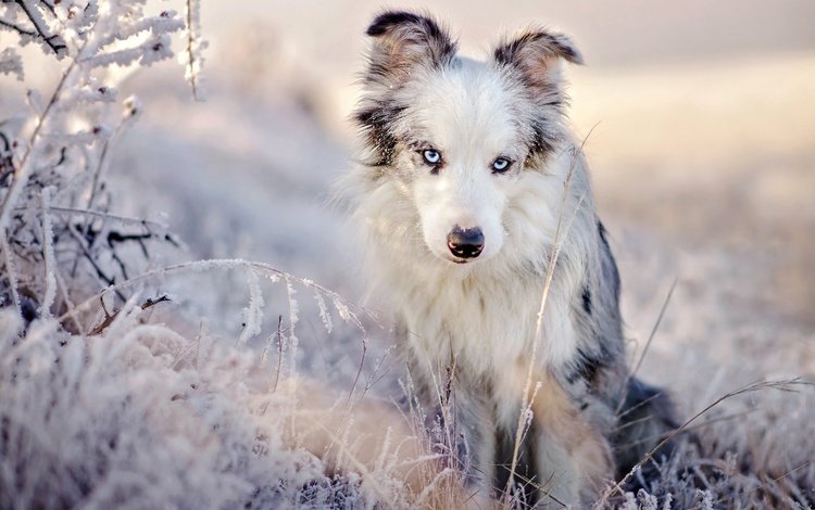трава, австралийская овчарка, снег, аусси, природа, зима, иней, взгляд, собака, голубые глаза, grass, australian shepherd, snow, aussie, nature, winter, frost, look, dog, blue eyes