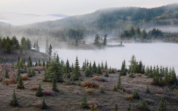 туман, осень, елки, fog, autumn, tree