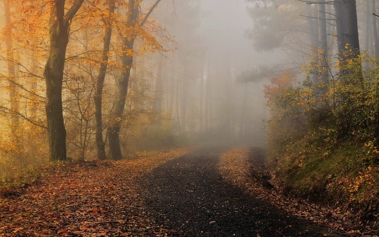 туман, осень, fog, autumn