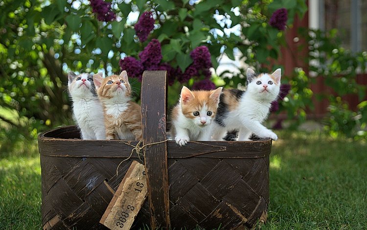 весна, корзина, котята, сирень, spring, basket, kittens, lilac