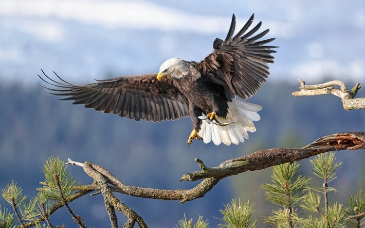 ветка, фон, крылья, птица, белоголовый орлан, branch, background, wings, bird, bald eagle