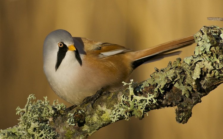 ветка, фон, птица, branch, background, bird