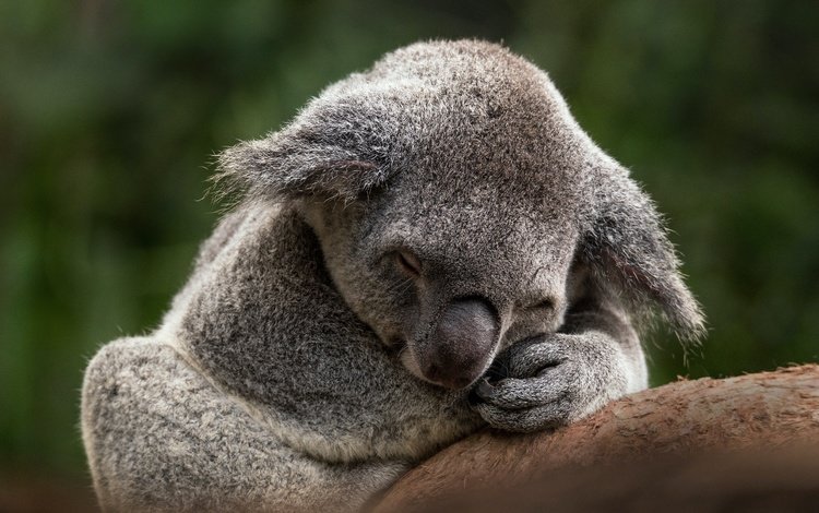 ветка, коала, поза, закрытые глаза, лапы, сон, спит, отдых, мордашка, зеленый фон, branch, koala, pose, closed eyes, paws, sleep, sleeping, stay, face, green background