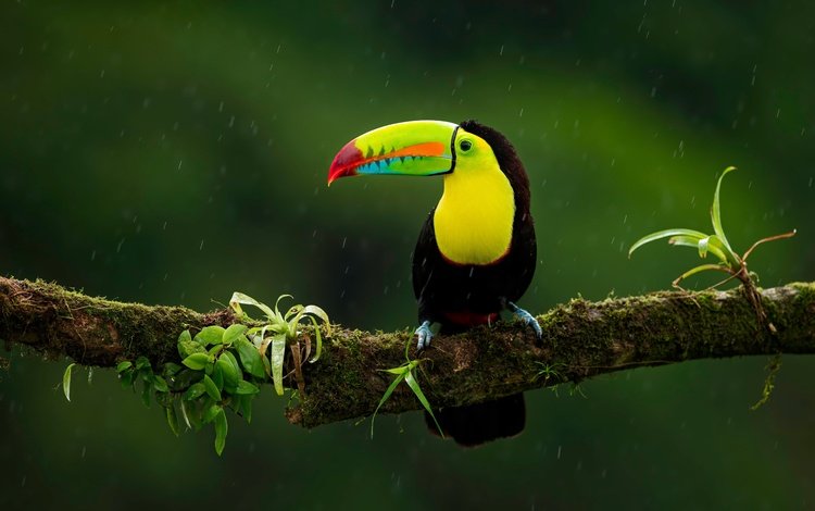ветка, птица, тукан, темный фон, дождь, branch, bird, toucan, the dark background, rain