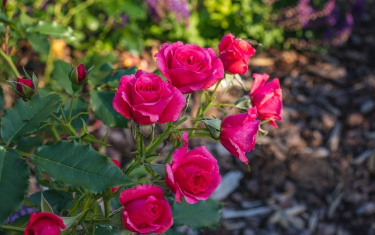 ветка, розы, сад, розовые, яркие, боке, branch, roses, garden, pink, bright, bokeh