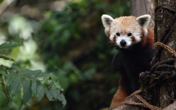 ветки, листва, взгляд, красная панда, малая панда, branches, foliage, look, red panda