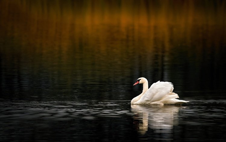вода, водоем, птица, темный фон, плавание, лебедь, боке, water, pond, bird, the dark background, swimming, swan, bokeh