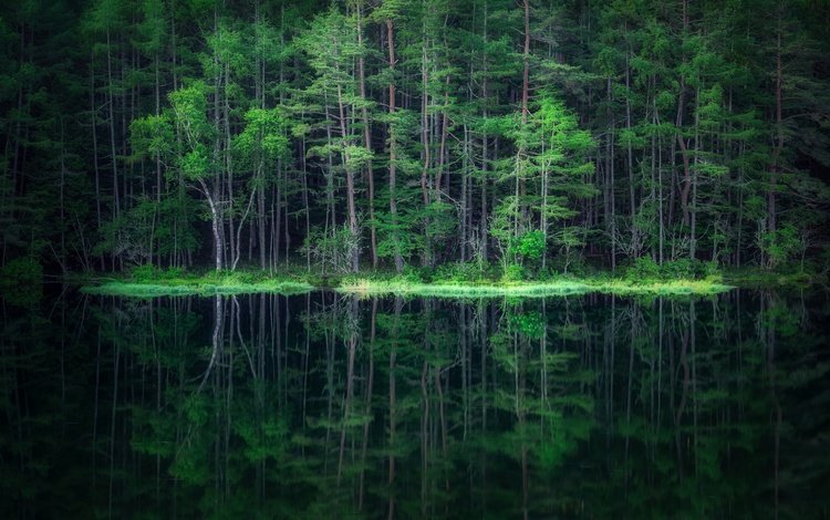 вода, лес, отражение, water, forest, reflection