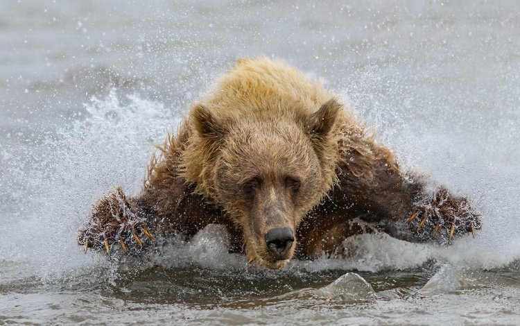 вода, медведь, зверь, water, bear, beast