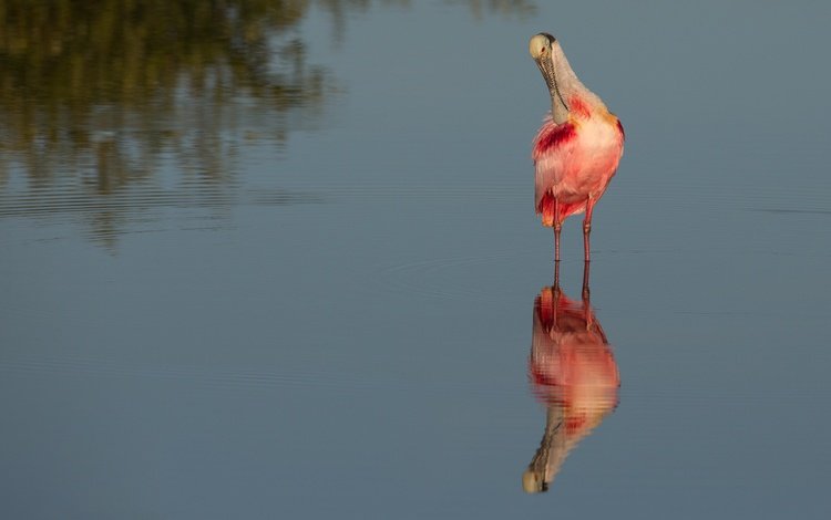 вода, отражение, водоем, птица, розовая колпица, water, reflection, pond, bird, roseate spoonbill