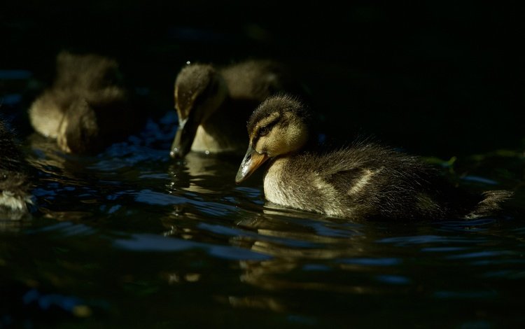 вода, водоем, темный фон, утята, утки, плавание, птенцы, water, pond, the dark background, ducklings, duck, swimming, chicks