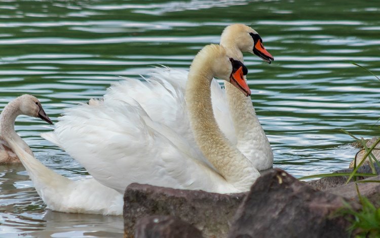 водоем, пара, белые, лебеди, pond, pair, white, swans