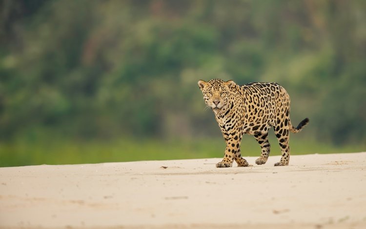 взгляд, ягуар, дикая кошка, боке, look, jaguar, wild cat, bokeh
