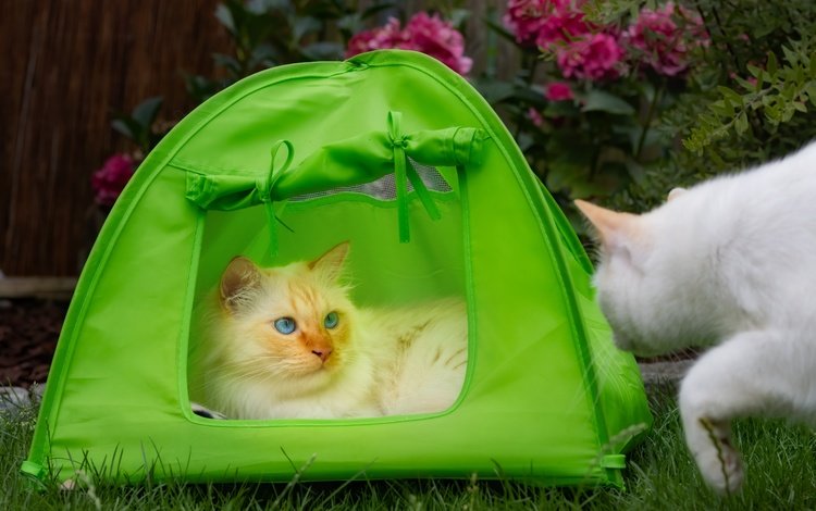 взгляд, кошки, палатка, look, cats, tent