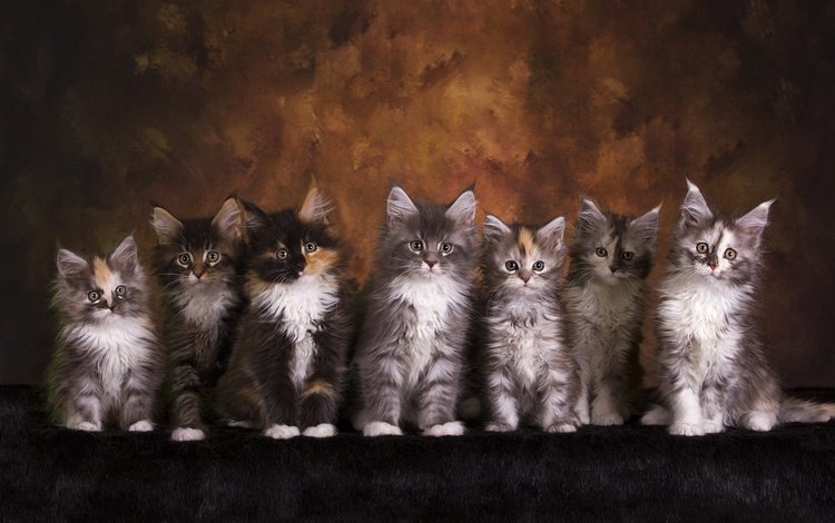 взгляд, котенок, кошки, малыши, котята, друзья, мордочки, мейн-кун, look, kitty, cats, kids, kittens, friends, faces, maine coon