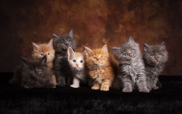 взгляд, рыжие, котенок, мейн-кун, серые, темный фон, кошки, малыши, котята, друзья, look, red, kitty, maine coon, grey, the dark background, cats, kids, kittens, friends