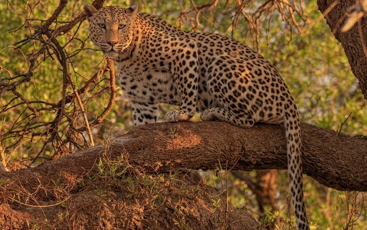 взгляд, леопард, дикая кошка, на дереве, look, leopard, wild cat, on the tree