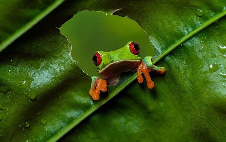 взгляд, листок, лягушка, дырка, отверстие, древесная лягушка, красноглазая квакша, look, leaf, frog, hole, tree frog, red-eyed tree frog