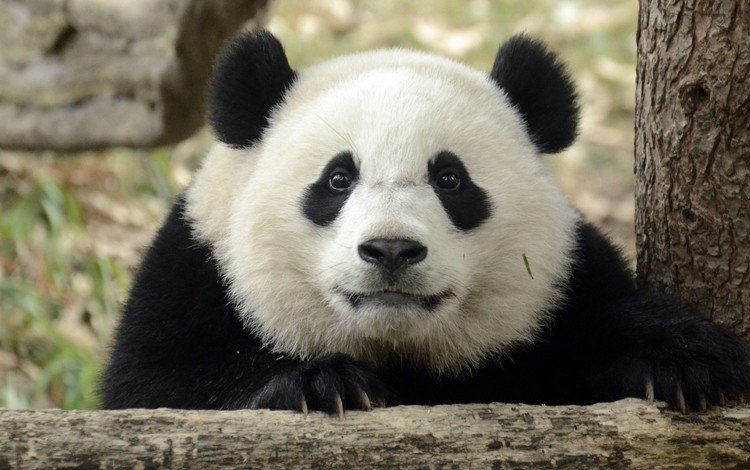 взгляд, панда, ушки, look, panda, ears