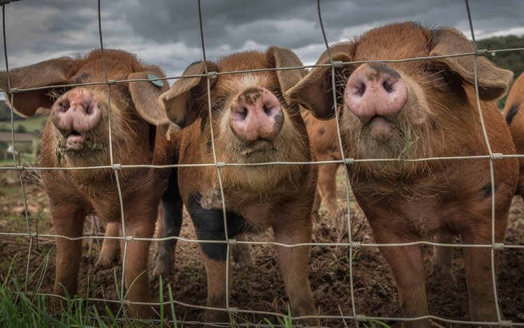 забор, свинья, the fence, pig