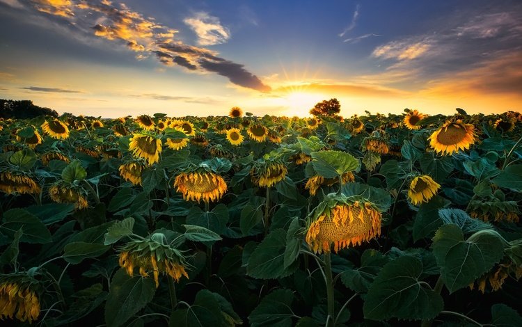 закат, лето, подсолнухи, sunset, summer, sunflowers