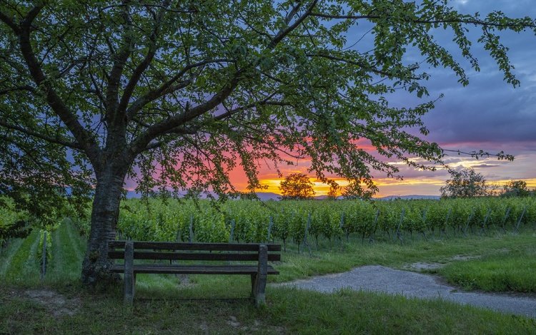 закат, скамья, виноградник, sunset, bench, vineyard