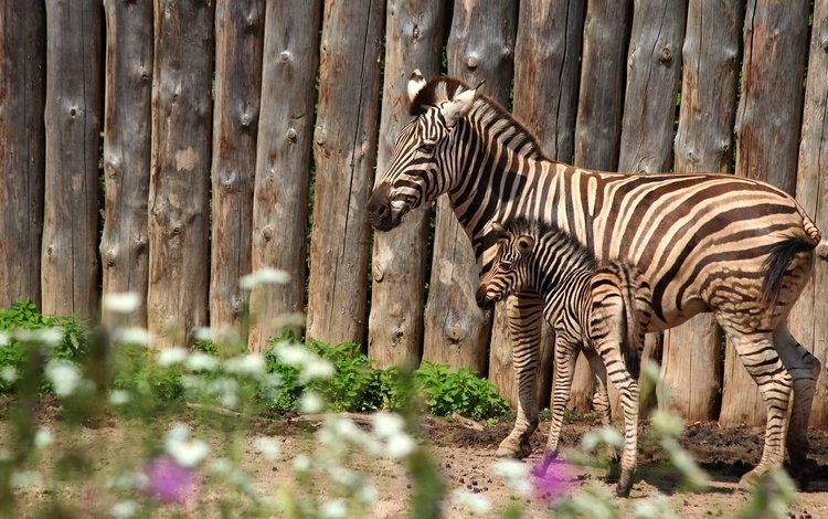 зебра, забор, пара, мама, детеныш, зебры, жеребенок, zebra, the fence, pair, mom, cub, foal