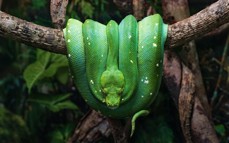 зелёный, змея, темный фон, питон, рептилия, green, snake, the dark background, python, reptile