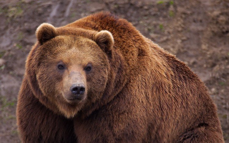 животные, медведь, бурый медведь, animals, bear, brown bear