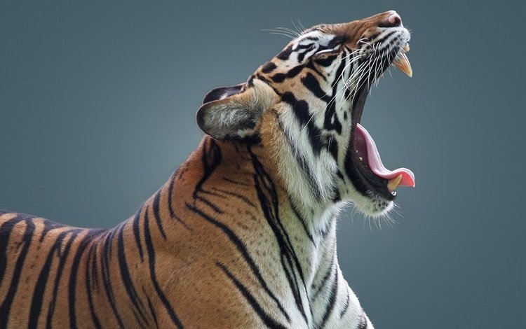 тигр, клыки, профиль, язык, пасть, дикая кошка, tiger, fangs, profile, language, mouth, wild cat