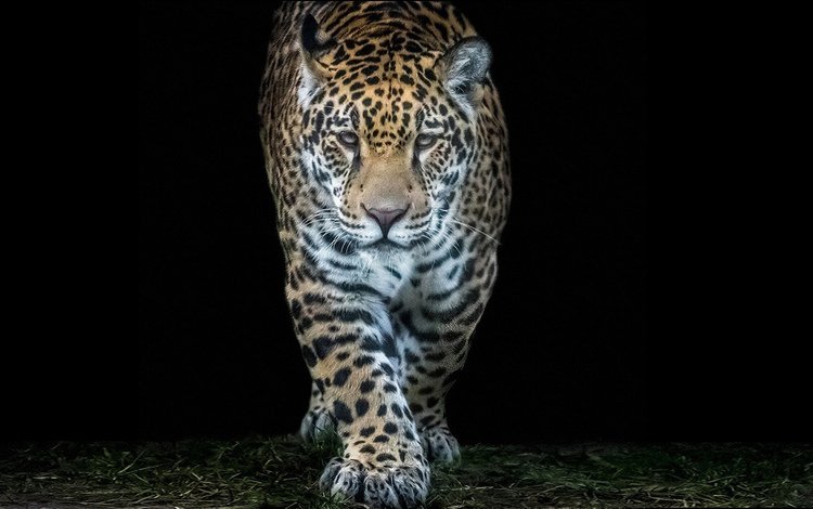морда, хищник, большая кошка, ягуар, черный фон, дикая кошка, face, predator, big cat, jaguar, black background, wild cat