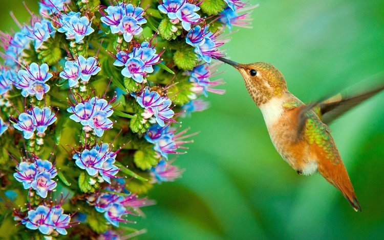 цветы, птица, клюв, перья, нектар, колибри, flowers, bird, beak, feathers, nectar, hummingbird