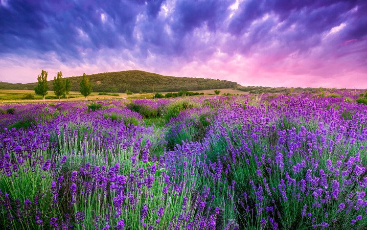 цветы, восход, пейзаж, поле, лаванда, венгрия, flowers, sunrise, landscape, field, lavender, hungary