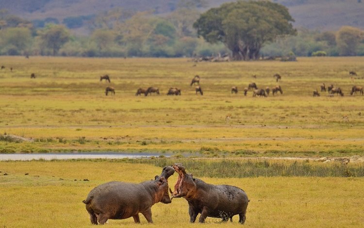 африка, бегемот, турнир, гиппопотам, africa, hippo, tournament