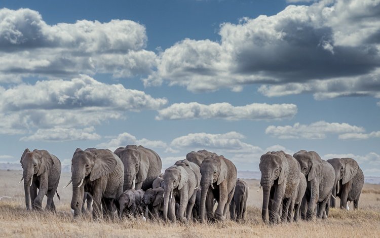 африка, слоны, africa, elephants