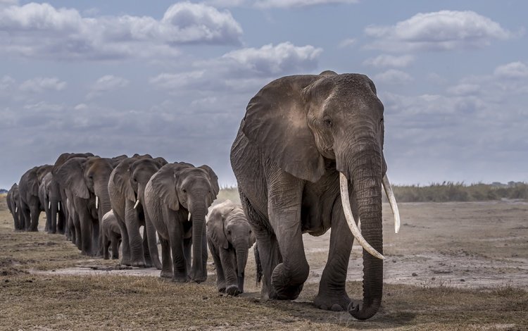 африка, слоны, africa, elephants
