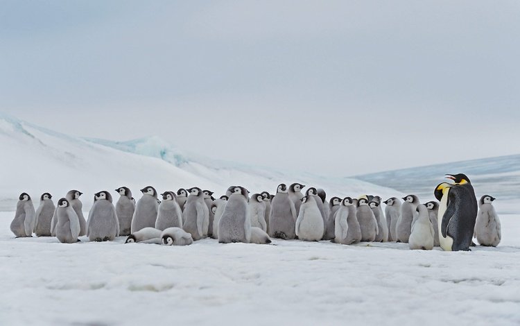 антарктика, птенцы, императорский пингвин, antarctica, chicks, emperor penguin