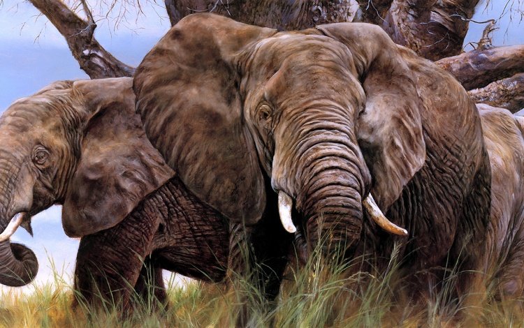 арт, слон, уши, слоны, бивни, art, elephant, ears, elephants, tusks