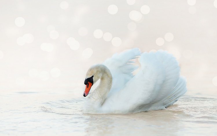 белый, птица, лебедь, боке, светлый фон, white, bird, swan, bokeh, light background