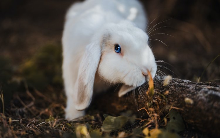 белый, темный фон, кролик, заяц, вислоухий, white, the dark background, rabbit, hare, fold