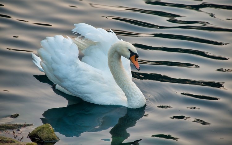 белый, водоем, птица, лебедь, white, pond, bird, swan