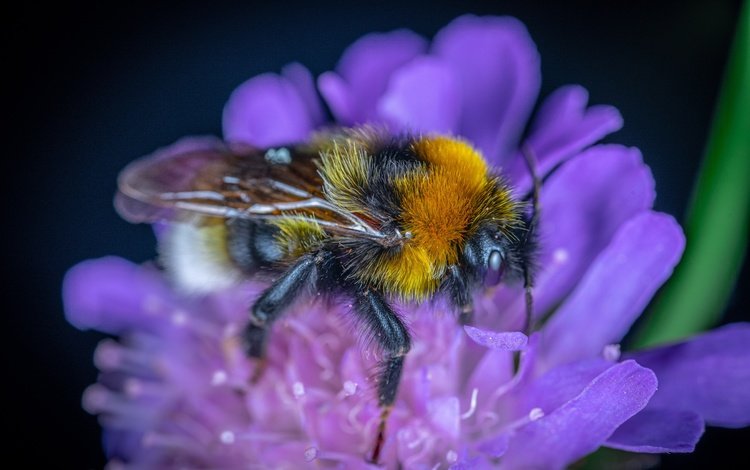 цветок, темный фон, шмель, flower, the dark background, bumblebee