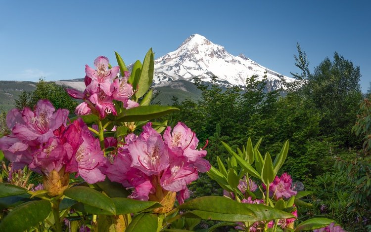 цветы, горы, розовые, азалия, рододендроны, flowers, mountains, pink, azalea, rhododendrons