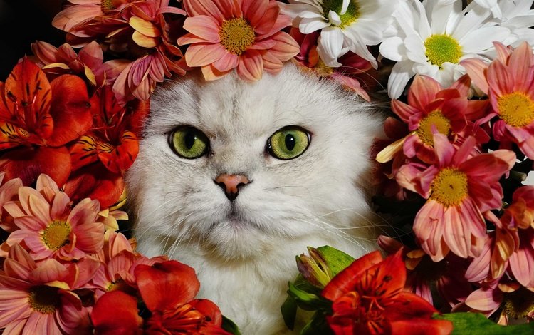 цветы, кот, белый, flowers, cat, white