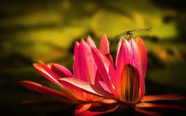 макро, водяная лилия, насекомое, цветок, крылья, стрекоза, пруд, кувшинка, нимфея, macro, water lily, insect, flower, wings, dragonfly, pond, lily, nymphaeum