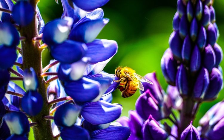 цветы, бутоны, насекомое, лепестки, крылья, пчела, люпины, flowers, buds, insect, petals, wings, bee, lupins