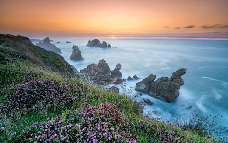 цветы, скалы, берег, море, flowers, rocks, shore, sea