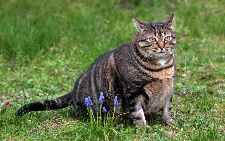 цветы, трава, кот, кошка, взгляд, сидит, мускари, толстый, flowers, grass, cat, look, sitting, muscari